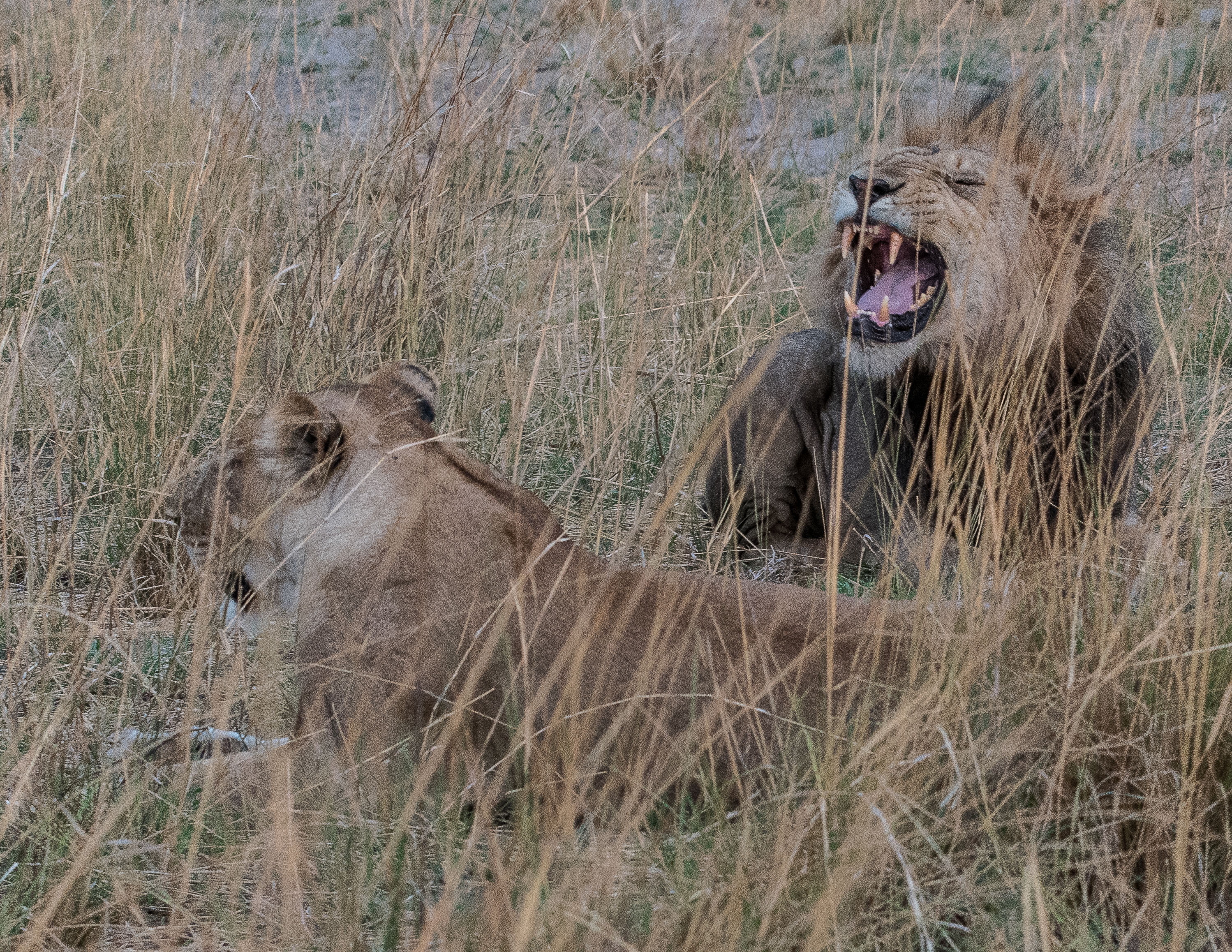 Comportement de type « flehmen" chez un Lion mâle (Lion, Panthera leo), lui permettant d’évaluer, via le niveau des phéromones de la lionne, son niveau d'œstrus, et le moment de son ovulation, Réserve de Kwando, Botswana.